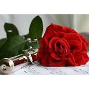 Rose Wollaston's photo