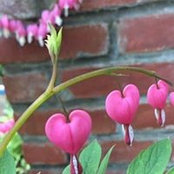 Luann Lafreniere's photo