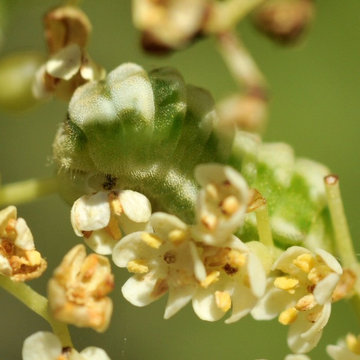 Blue elderberry