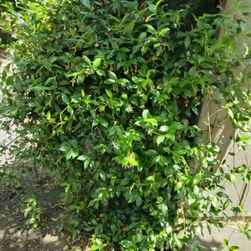 Clean Yard, Better Outdoor Space