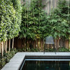 Block Out Thy Neighbour: Privacy Plants for the Modern Home
