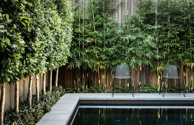 Block Out Thy Neighbour: Privacy Plants for the Modern Home Afd1838b019edc2e_7458-w660-h426-b0-p0--modern-pool