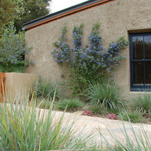 ceanothus
