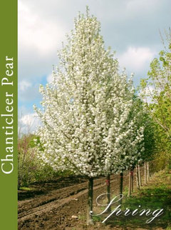 Where to buy Ornamental Pear 'Everscreen' trees in victoria? | Houzz AU