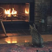 Carol Schreiber's photo
