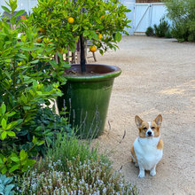 Backyard Landscaping Ideas