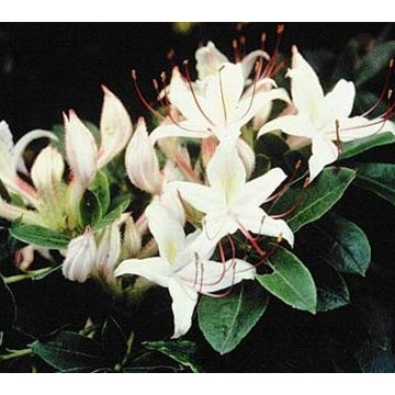 Smooth Azalea