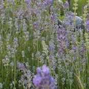 Tammy Eldridge MacIsaac's photo