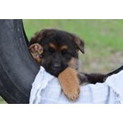 Von-Lousar Shepherdss foto