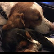 Ron Zearley's photo
