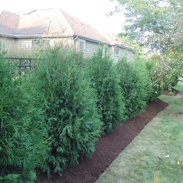 Downers Grove simple privacy hedge