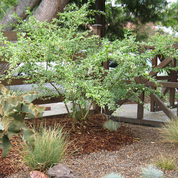 Chic Sustainable Entry Garden- Los Feliz
