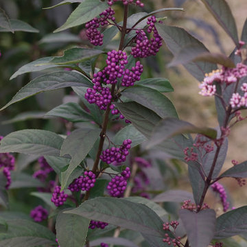 Purple Pearls™ Beautyberry (Callicarpa)