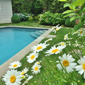 Daisies by the pool