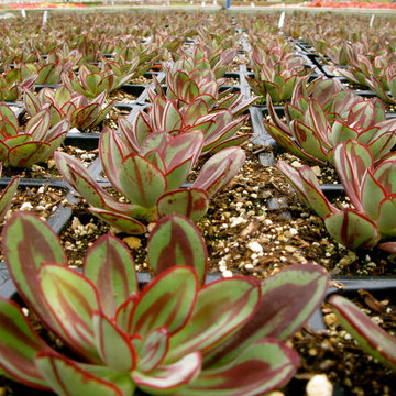 echeveria