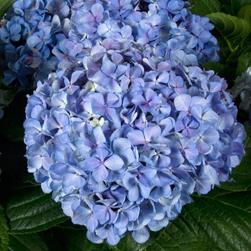 ‘Big Daddy’ Hydrangea Hydrangea macrophylla 'Big Daddy' PP#14527