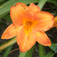 Daylilies