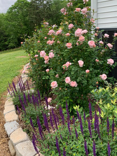Roses with a narrow, upright form | Houzz Forum
