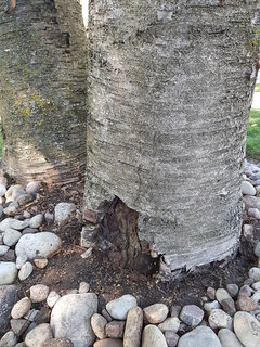 Birch Tree Roots Removal: When and How to Cut Them - Sexytrees