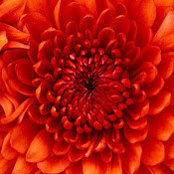 Claire Silverman's photo