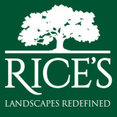 Rice’s's profile photo