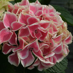 Edgy&reg; Hearts Bigleaf Hydrangea - Plants