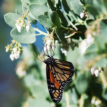 2016 Native Plant Garden Tour