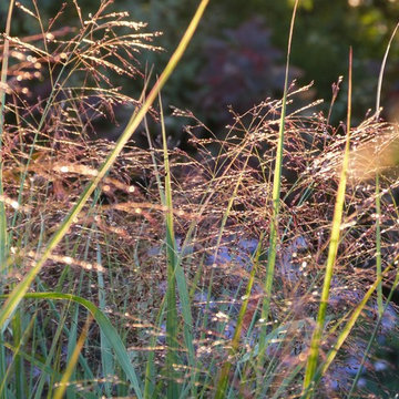 Panicum 'Warroir'