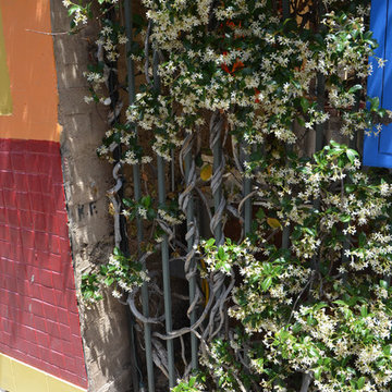 Southwestern Plants