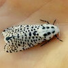 night butterfly with pattern like Dalmatian