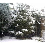 Foto von Lorraine C Campbell