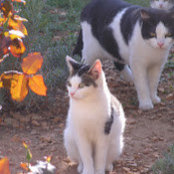 Micheline Stemmelen's photo