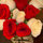 yolanda_stephens_solomon