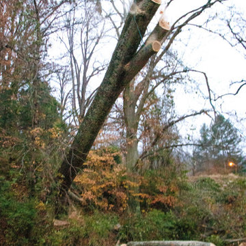 Big Oak Removal