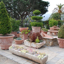 plants and outdoors