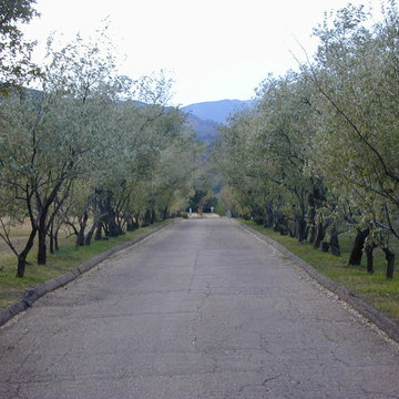 Entry Drive - Russian Olive Tree Allee'