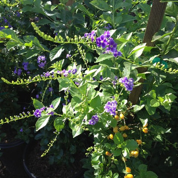 Vines for the Lower Desert