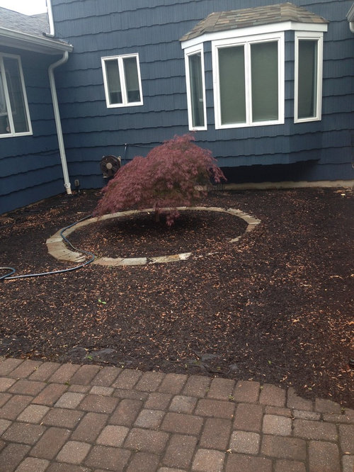 Need Help for my backyard