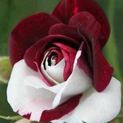 Aricai Berry's photo