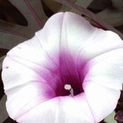Kathy Robb's photo