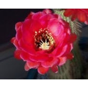 Margit Ramsey's photo
