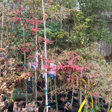 Redbud pool/front entrance landscaping