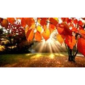 Darlene Diplock's photo