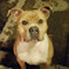 Kuztomatic design developer