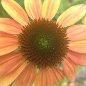 Dana Goodwin's photo