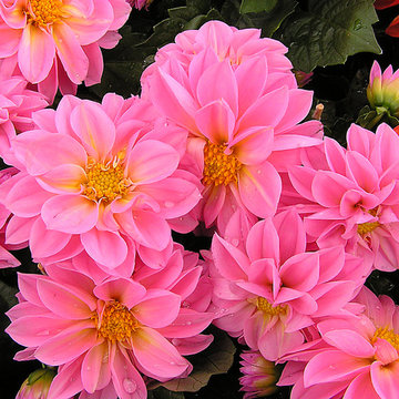 Dahlia rose