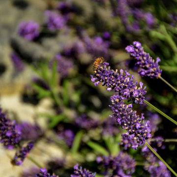 Escape To Provence
