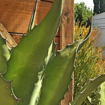Xeriscape - Drought Tolerant Succulent Planting -Water Wise in LA