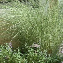 grasses