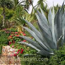 Exterior Ideas